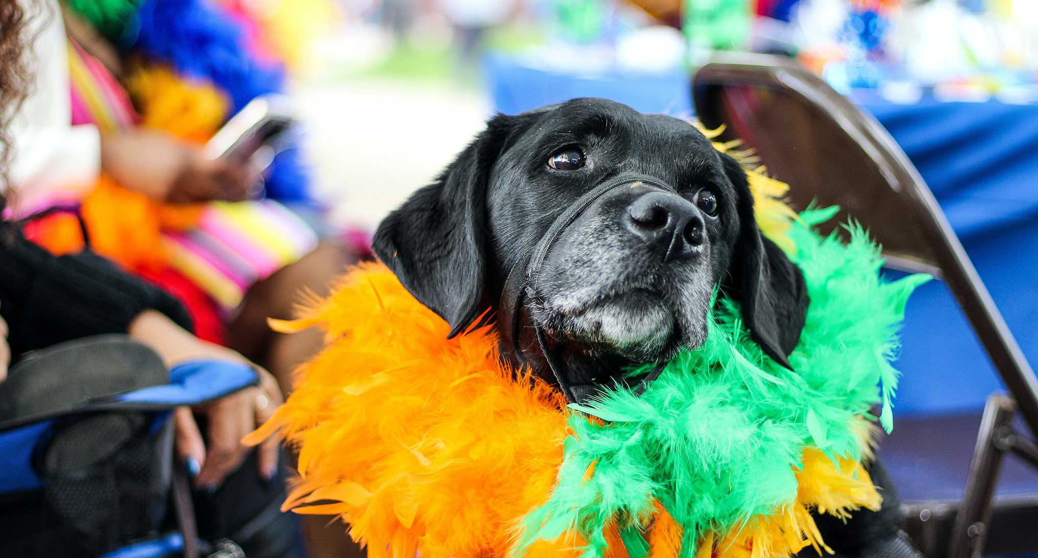 31. Taking Pride: Establishing an Inclusive Veterinary Community