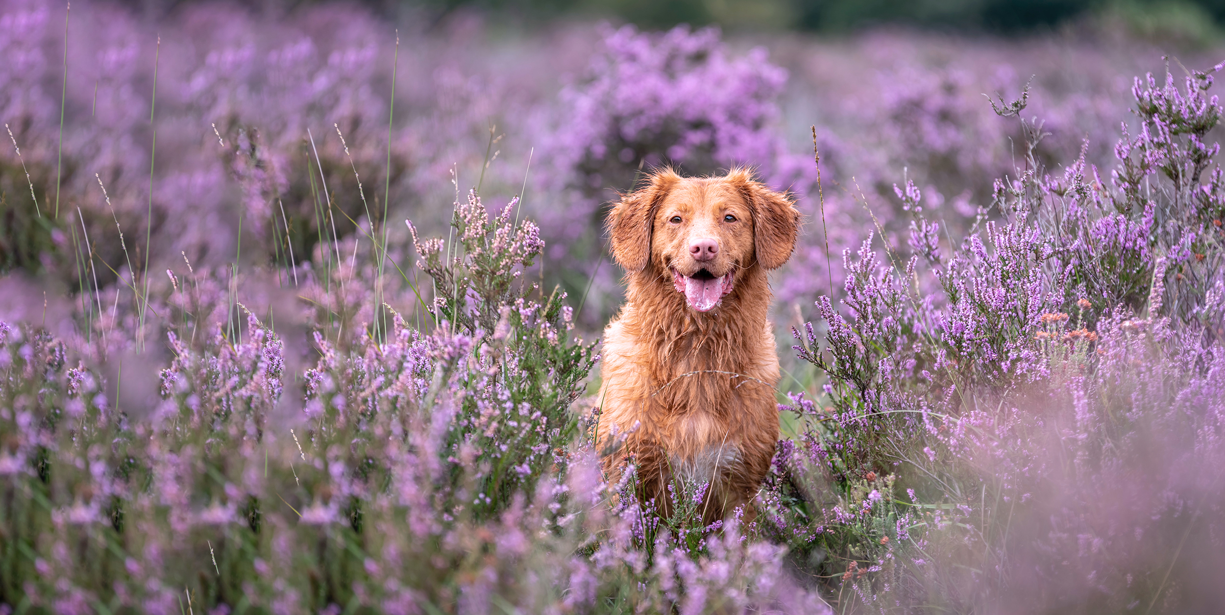 64. The Bare Necessities: Natural Remedies in Veterinary Medicine