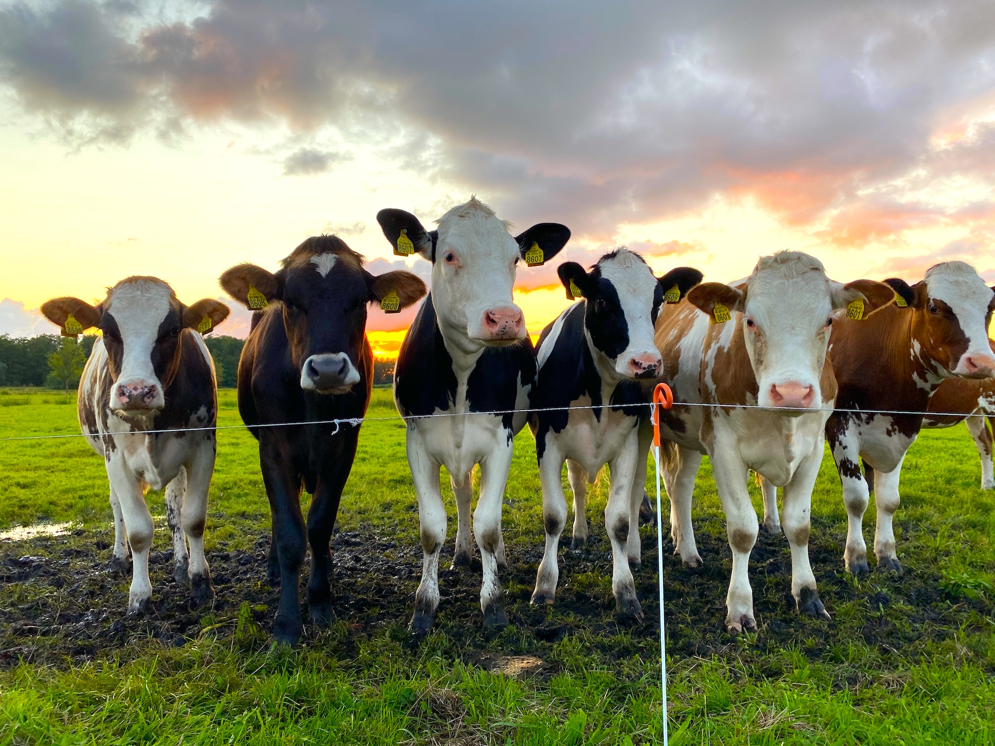 65. Til the Cows Come Home: Dairy Cattle Veterinary Medicine